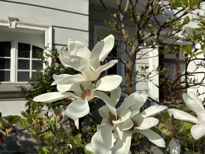 Vor allem bei Motiven mit hellem Weißanteil fällt der Grünstich beim iPhone auf. (Bild: Tobias Költzsch/Golem.de)